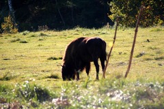 Killikus&reg; Fotographie